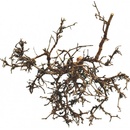 Lucky Reptile Desert Bush vybělené 25-40 cm