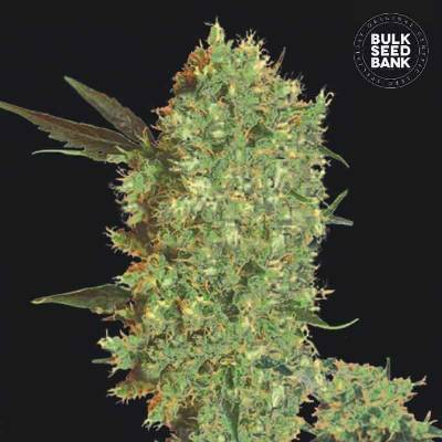 Bulk Seed Bank Marley's Bud semena neobsahují THC 10 ks