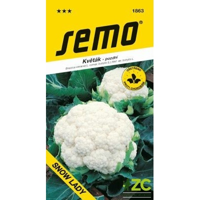 Osiva Květák letní - podzimní - Snow Lady