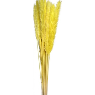 Sušená tráva Pampas yellow, 6 ks, 65 - 75 cm, žlutá