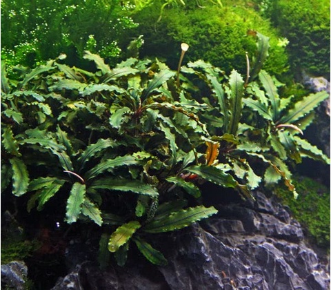 Bucephalandra Green wavy