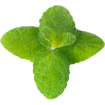 Veritable Вложка за семена Lingot необичайни билки ябълкова мента (VLIN-O10-Men057)