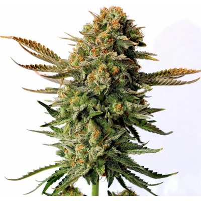 Kannabia Seeds Russian Doll semena neobsahují THC 5 ks