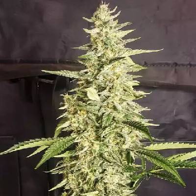 Ethos Genetics Inzane Auto semienka neobsahujú THC 6 ks