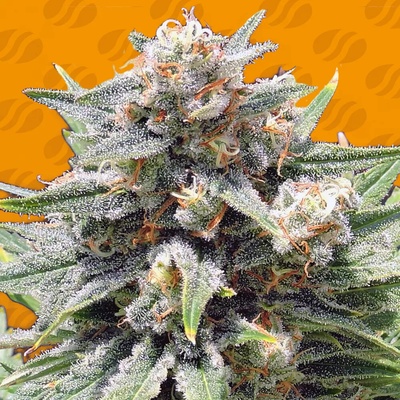 Original Sensible Seeds Cheese XXL semienka neobsahujú THC 10 ks