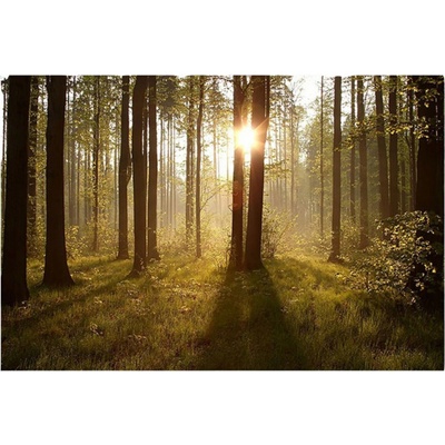 MORIMPEX Obraz plátno Les, 60x90 cm