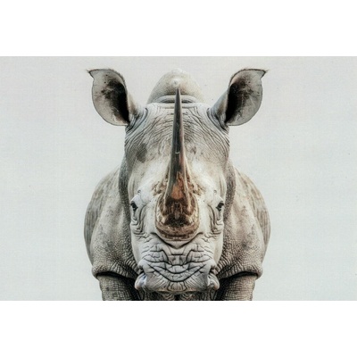 Pohlednice Nosorožec – Zboží Mobilmania