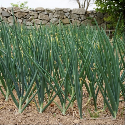Cibule zimní - Česnek ošlejch - Allium fistulosum - semena - 120 ks