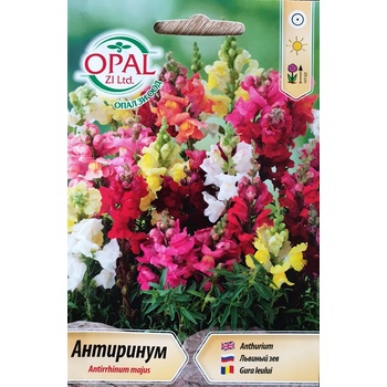 Opal Zi Антиринум (Кученце) Antirrhinum majus