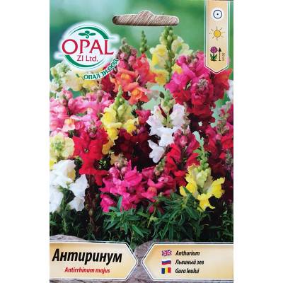 Opal Zi Антиринум (Кученце) Antirrhinum majus