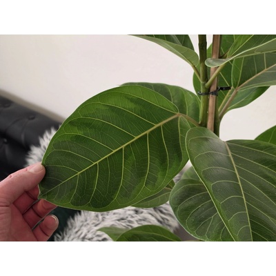 PlanBros flower Ficus altissima 120cm
