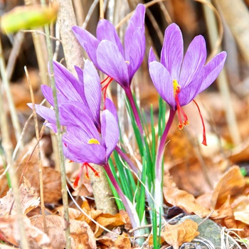 Krókus siaty - šafrán - Crocus sativus - cibuľky - 3 ks