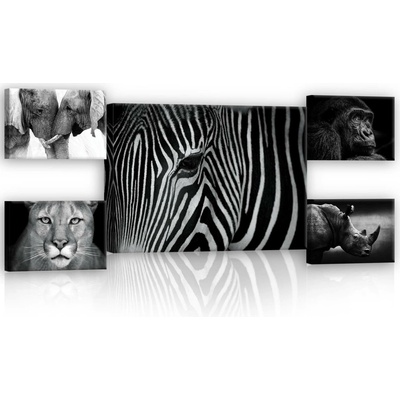 Postershop Obraz na plátně: Černobílá zvířata (2) - set 1ks 70x50 cm a 4ks 32,4x22,8 cm