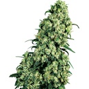 Sensi Seeds Skunk #1 regular semena neobsahují THC 10 ks