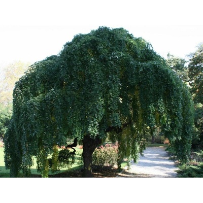 Sofora japonská Pendula na kmienku, v. 190-210 cm, obv. km. 8-10cm, kont. 30 l