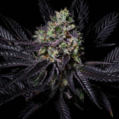 Pure Instinto Diamond Dust semena neobsahují THC 3 ks