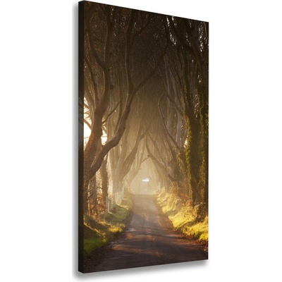 Vertikálny foto obraz na plátne Chodník v lese 50x100 cm