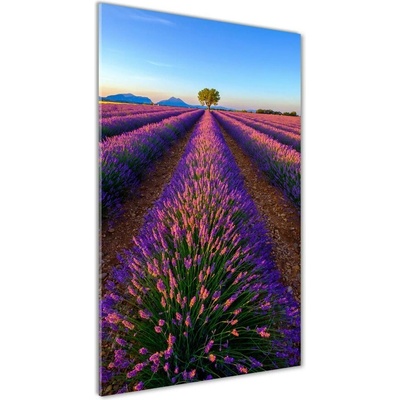Vertikálny foto obraz sklenený Pole levanduľe 50x100 cm