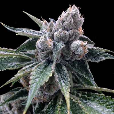 DNA Genetics White Walker Kush semena neobsahují THC 10 ks