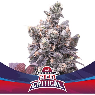BSF Seeds Red Critical AUTO semena neobsahují THC 4 ks