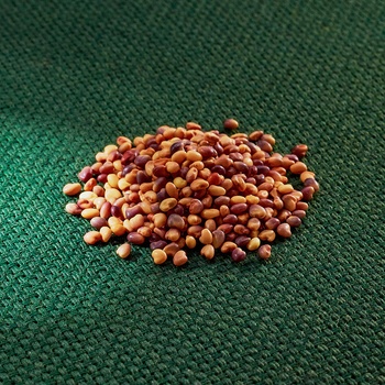 AROS jetel luční – tetraploidní