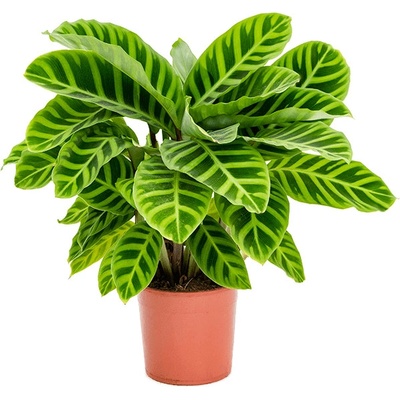 Calathea zebrina 14x40 cm
