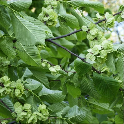 Turkestánský brest - Ulmus pumila - semena - 10 ks