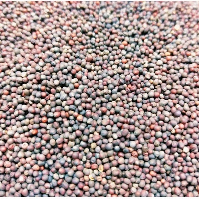 Mizuna červená na mikrozeleninu, 50 g