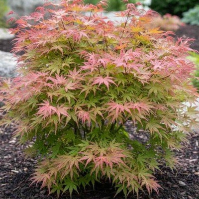 Javor palmový – Acer palmatum 'Phoenix'