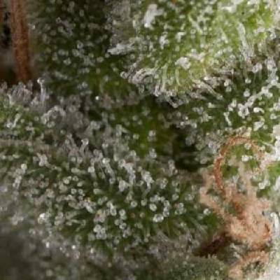 Pyramid Seeds AUTO Fresh Candy semena neobsahují THC 1 ks