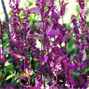 Lebeda záhradná Scarlet - Atriplex hortensis - semiačka - 60 ks