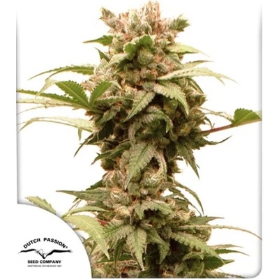 Dutch Passion CBG-Force AUTO semena neobsahují THC 3 ks