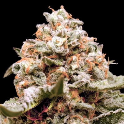 00 Seeds Bank Rainbow Mints Auto semienka neobsahujú THC 3 ks