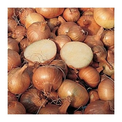 Cibule šalotka - Golden Gourmet 7/14, 25 kg