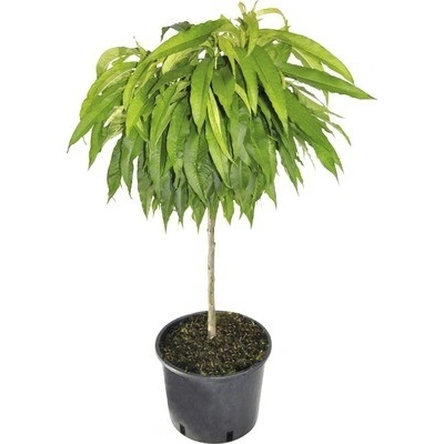 Broskev zakrslá bio FloraSelf Bio Prunus persica 'Bonanza' výška kmene 40 cm celková výška cca 60-80 cm květináč 7,5 l samosprašná