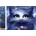 Norimpex - Puzzle Diamond Painting Gray kitten 30x40cm - 1 - 39 piese