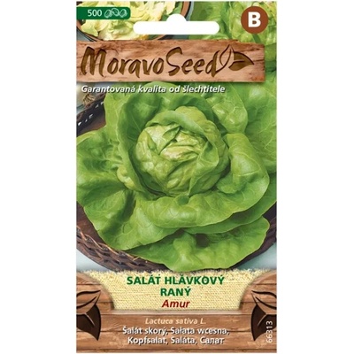 Maják Salát hlávkový raný AMUR 66313 MoravoSeed