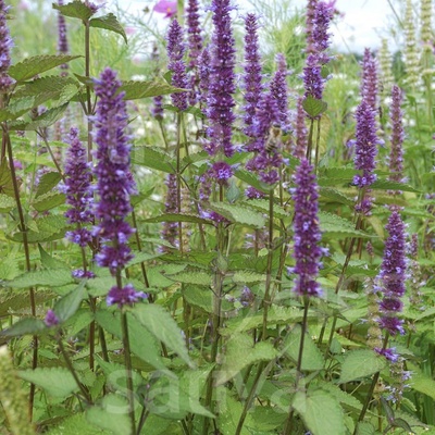 Bio "korejská máta" Agastache Rugosa
