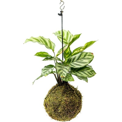 Gardners Kokedama Calathea Freddie (M) Kalatea, Kaláthea 1 ks