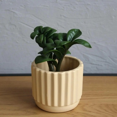 Zamioculcas Zenzi baby