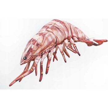 GABY vankúš KREVETA TYG. 70 cm