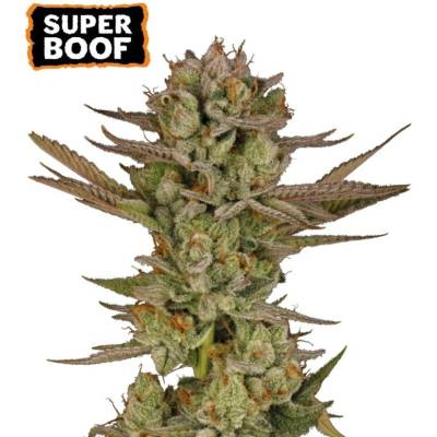 Seedstockers Super Boof semena neobsahují THC 3 ks