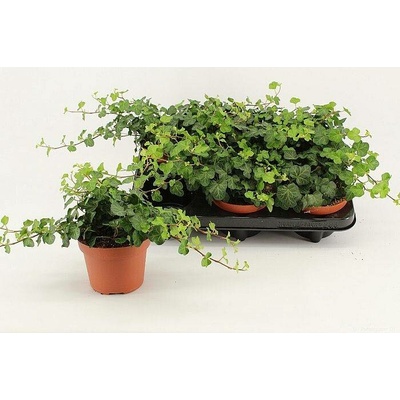 S Hedera helix Wonder /8, živá rostlina