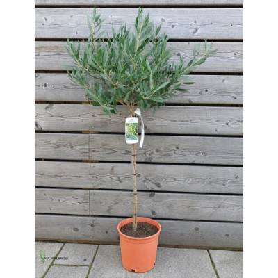 Olea europaea (Olivovník európsky) ´CIPRESSINO´ - výška 70-90 cm, kont. C5L – NA KMIENKU (-12°C)