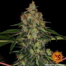 Barney's Farm Shiskaberry semena neobsahují THC 5 ks