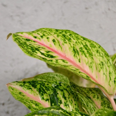 Aglaonema Romance Red