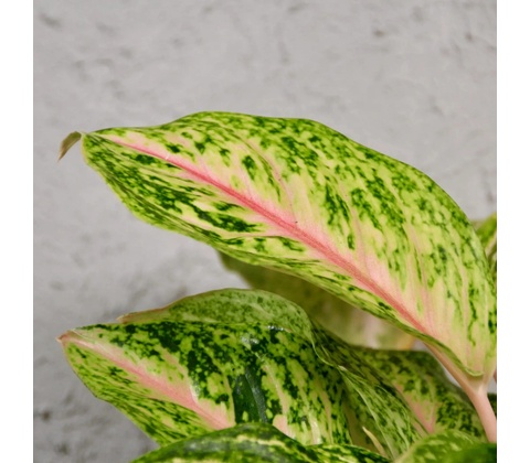 Aglaonema Romance Red