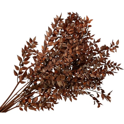 Stabilizované listy Ruscus 150g - hnedé