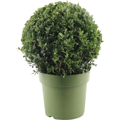 Zimostráz koule FloraSelf Buxus sempervirens průměr 28-30 cm květináč 4 l