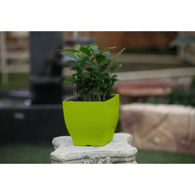 Samozavlažovací G21 Cube mini zelený 13.5 cm